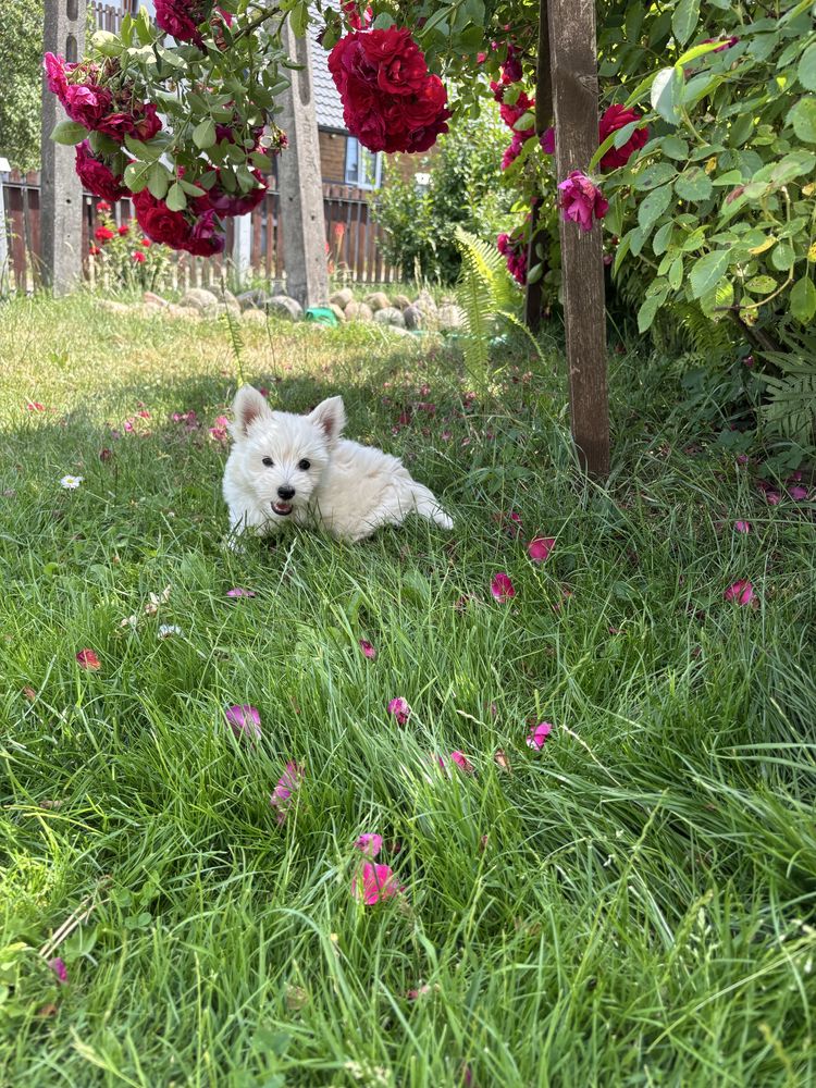 Piesek  West Highland white terrier