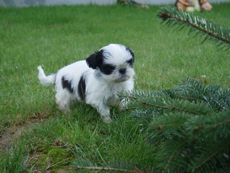 SHIH TZU - mini piesek