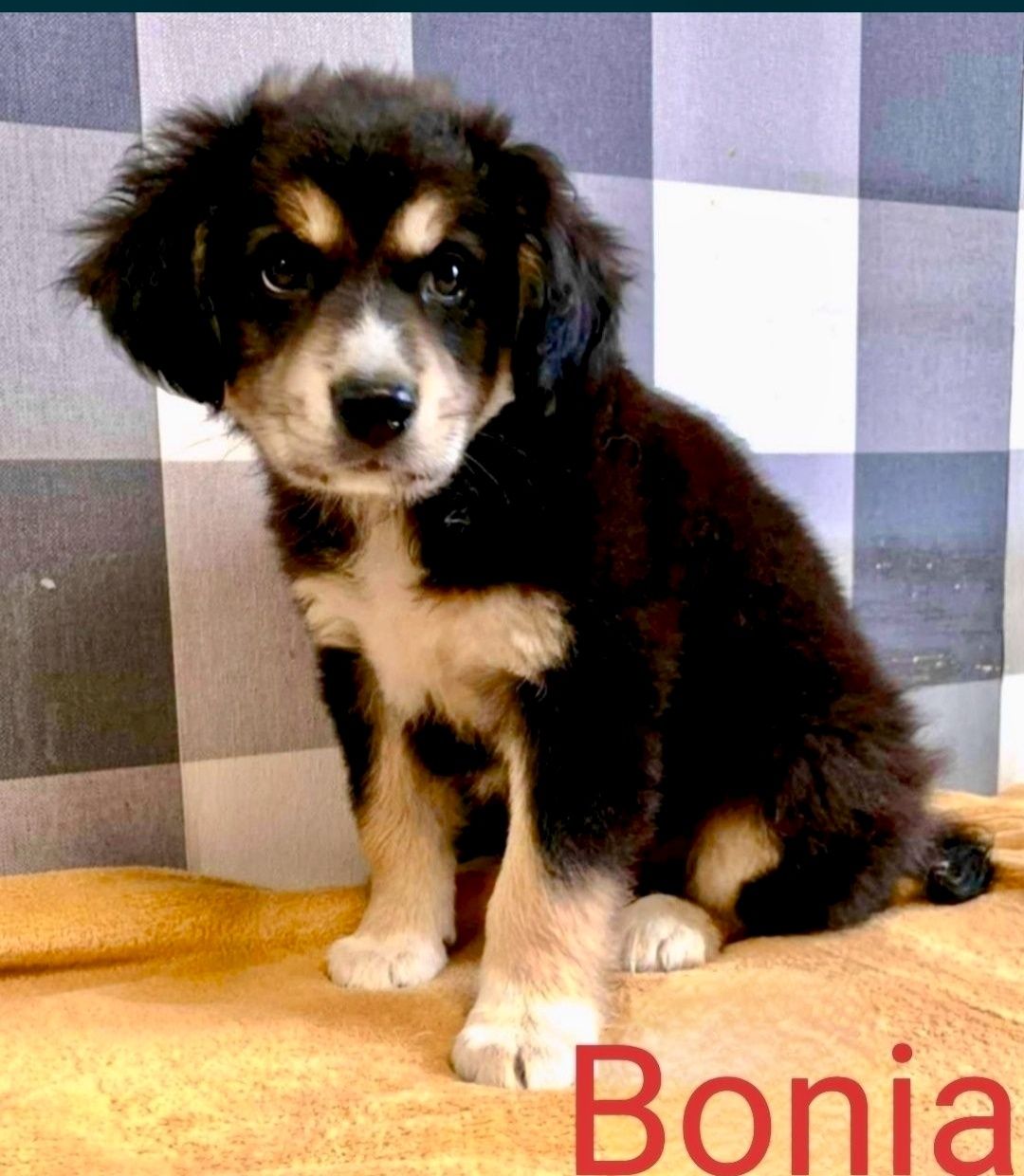 Bonia pilnie szuka domu ...