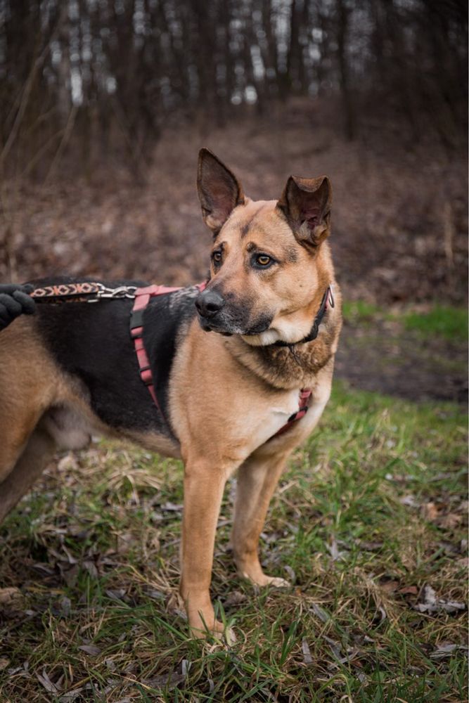 Lucky- większy, przyjazny pies do adopcji