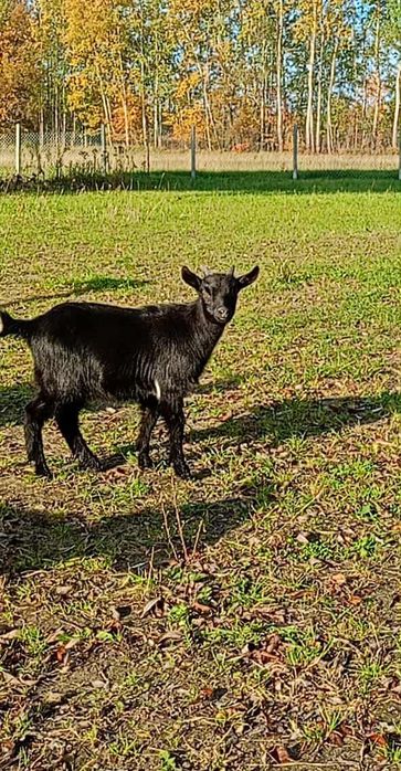 Sprzedam młodego koziołka