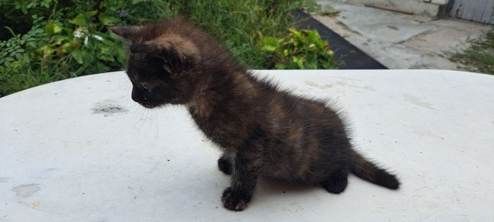 Продам кошечку мейн- кун