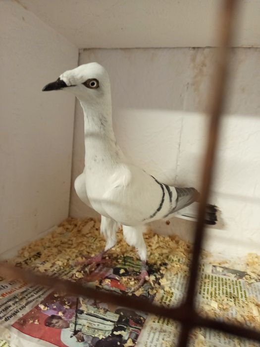 Szaroloty żałobny pasiak samczyk