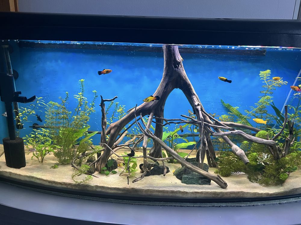 Akwarium 205 l z filtrem