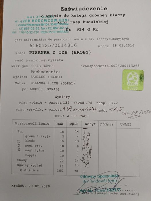 Klacz huculska dotacyjna klacze ogiery