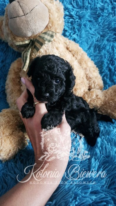 Pudel Toy/Miniaturowy czarny piesek Badania genetyczne Paszport!!