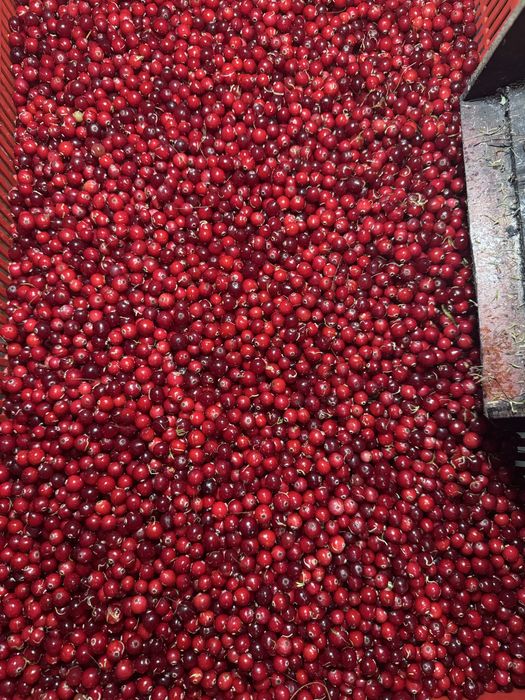 Żurawina leśna bagienna świeża 16zl/l