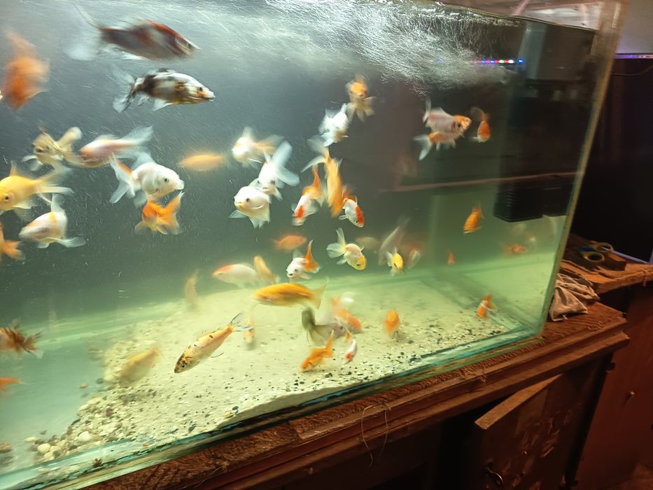 Sprzedam złote rybki