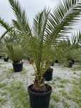 Daktylowiec Kanaryjski Phoenix Canariensis palma królewska