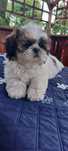 Chlopak Shih-tzu