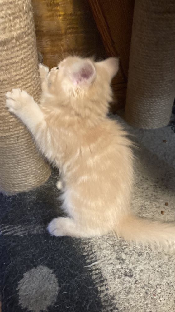 Кошеня Блонда, 2,5 міс, мейнкун, 5500 грн