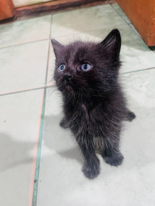 Віддам кошенят в добрі руки