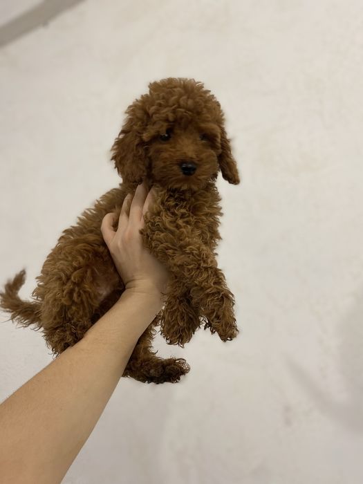 Коллекционный щенок мальтипу ред браун