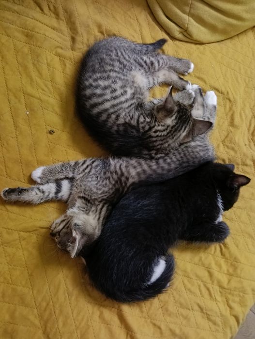 Oddam kotki w dobre ręce