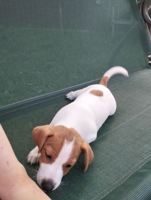 Клубний Плюшевий Джек Рассел  хлопчик  РОЗПРОДАЖ