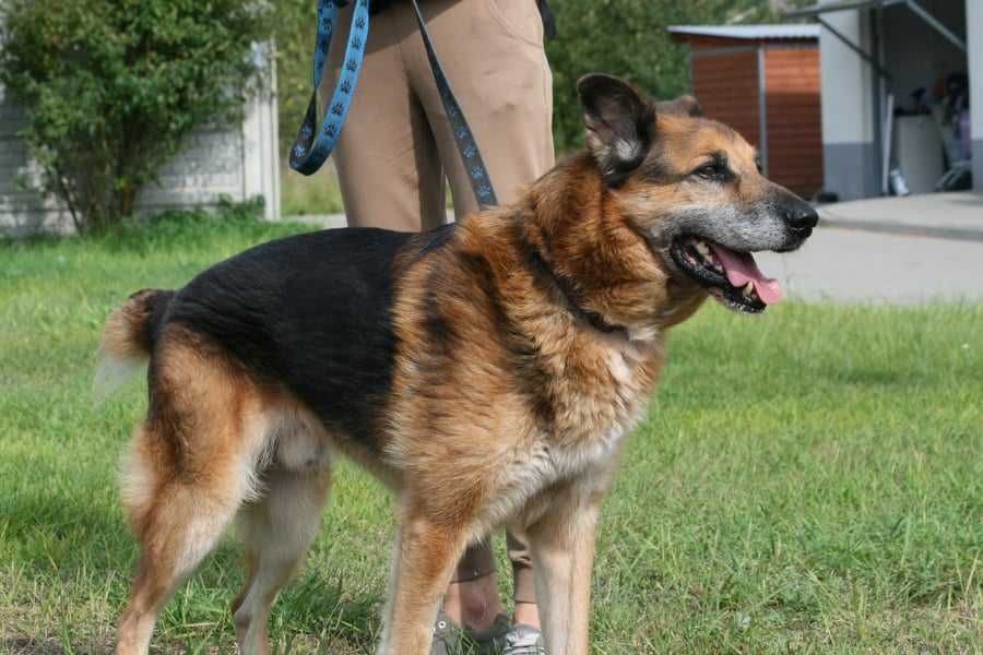 spokojny senior czeka już ponad rok na dom