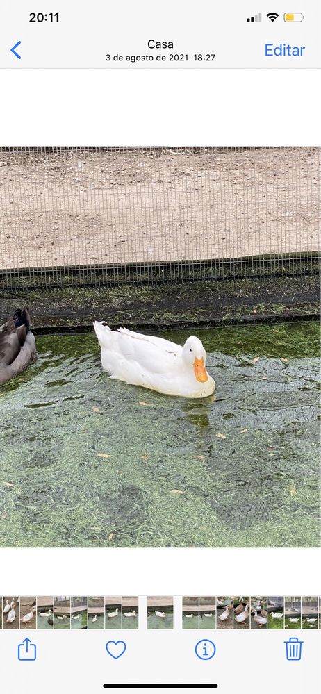 Patos de Pequim adultos prontos a reproduzir.