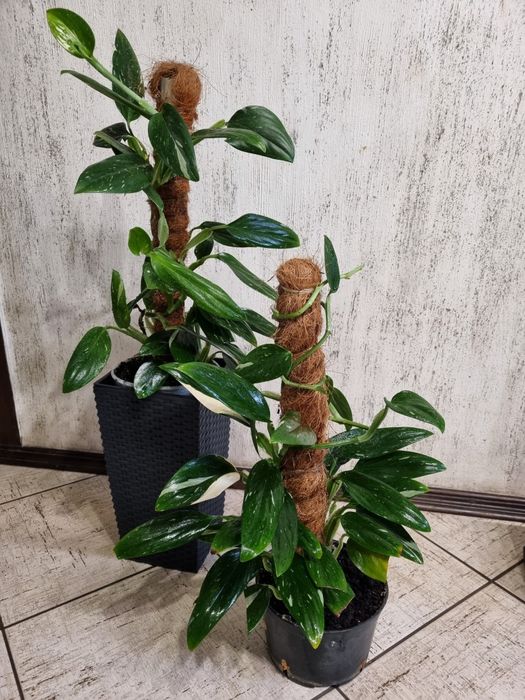 Филодендрон Кобра