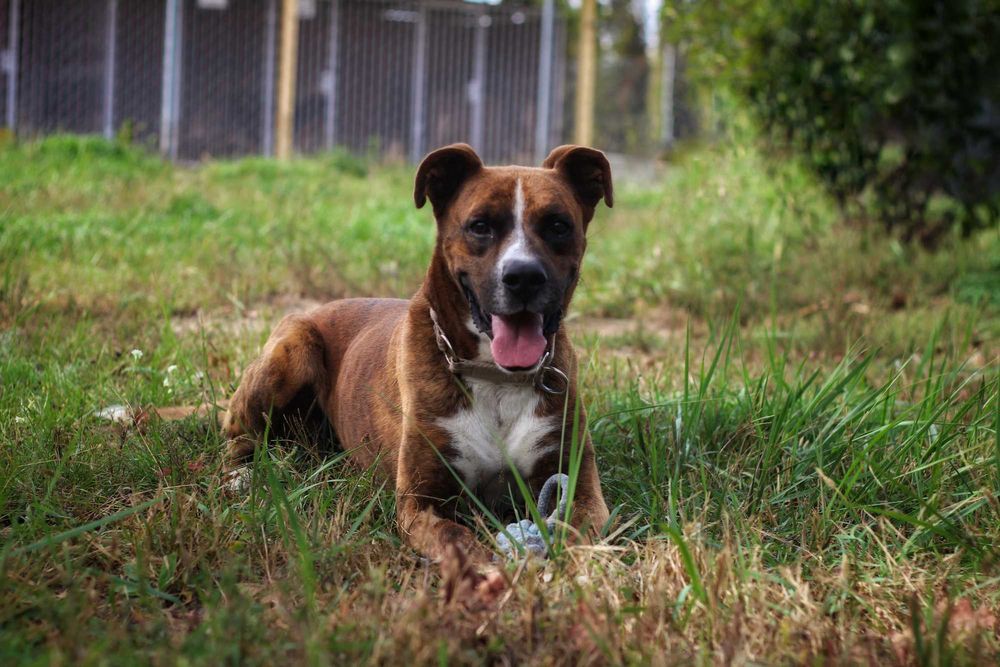 Thor- pies do adopcji
