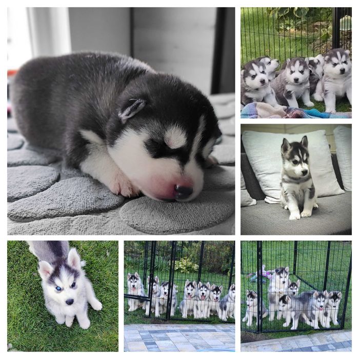 Plany hodowlane 2026r szczenięta siberian husky ZKwP/FCI