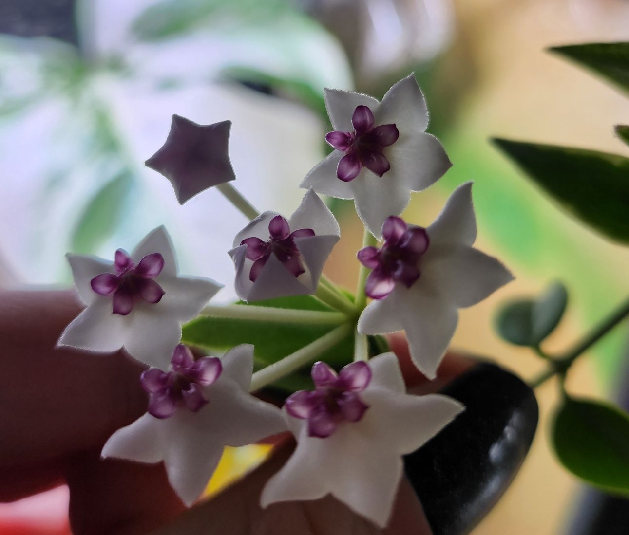 Hoya Bella Variagata Hoja