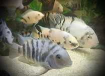 Acará do Congo/ nigrofasciatus