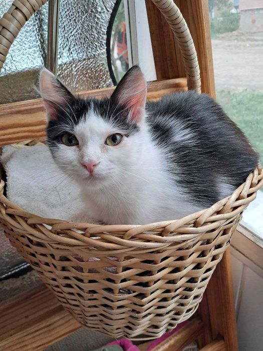 Віддам кошеня (кішечка).