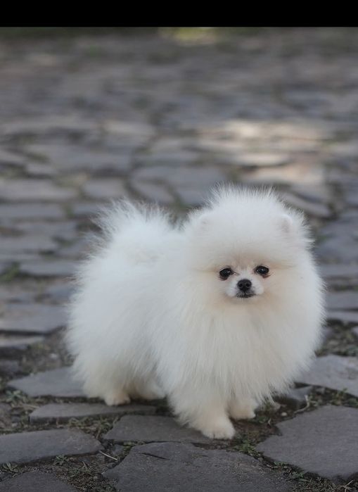 Spitz / Lulu Pomerânia mini