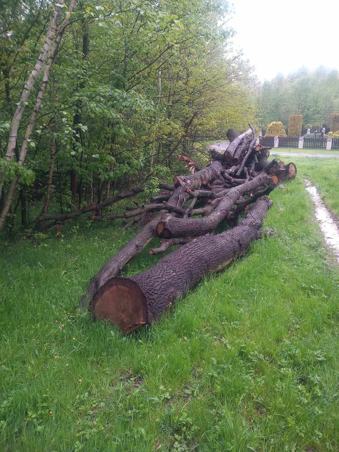 Sprzedam Drzewo Dąb na foszty