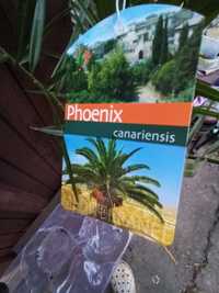 Финиковая Канарская Пальма Phoenix Canariensis,