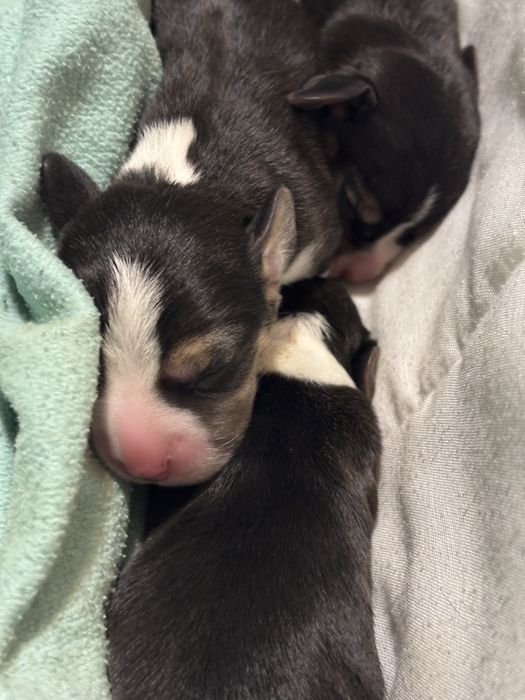 Бігленнята, бігль цуцення