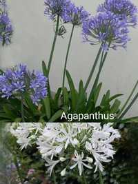 Agapanthus branco e azul