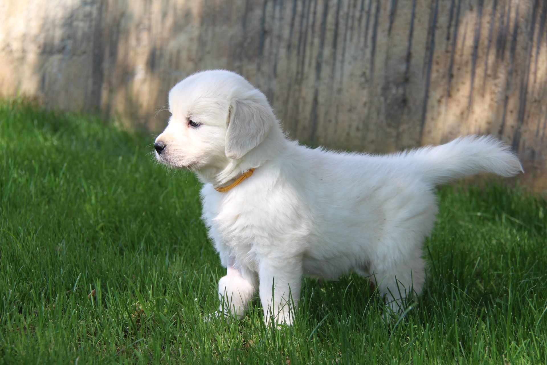 Golden retrivier com lop e afixo