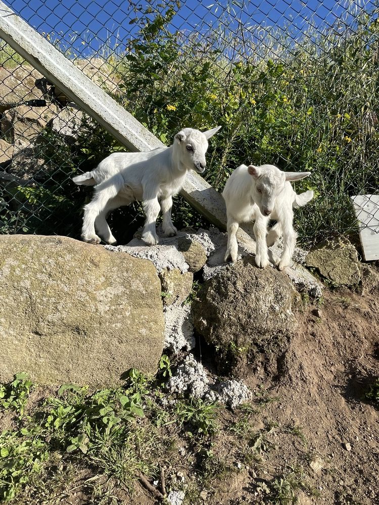 Vendo cabrito macho