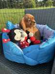 Cavalier King Charles Spaniel suczka