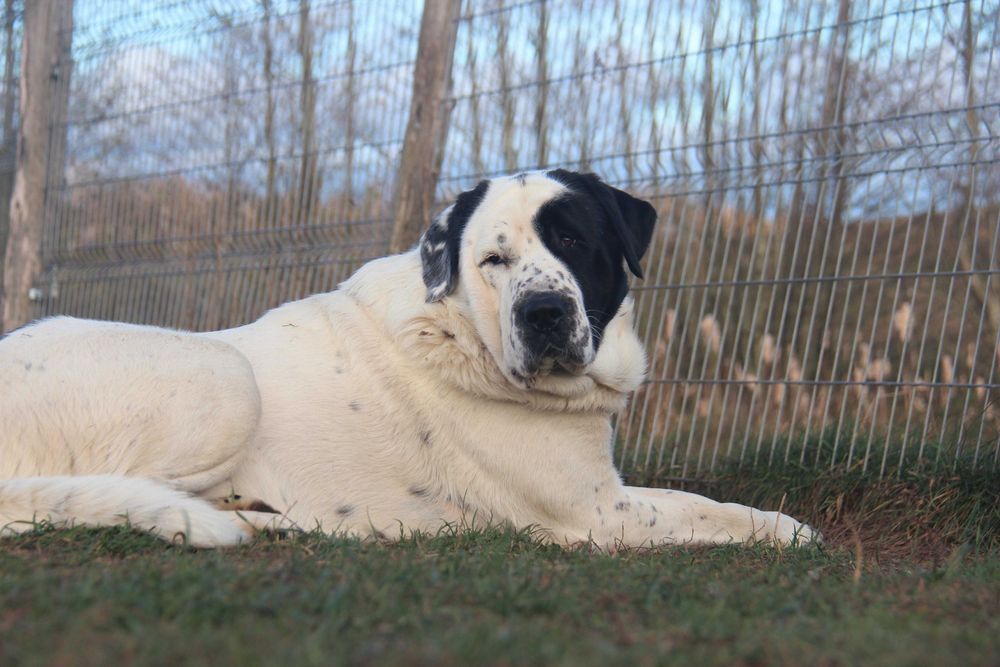 Hes to miły pies i szuka najlepszych ludzi