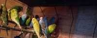 Papugi faliste niebieskie zielone