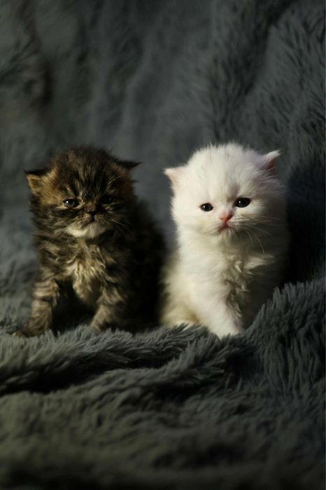 Michel i Edmund kocurek