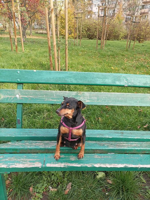 oddaję w dobre ręce pieska rasy pinczer