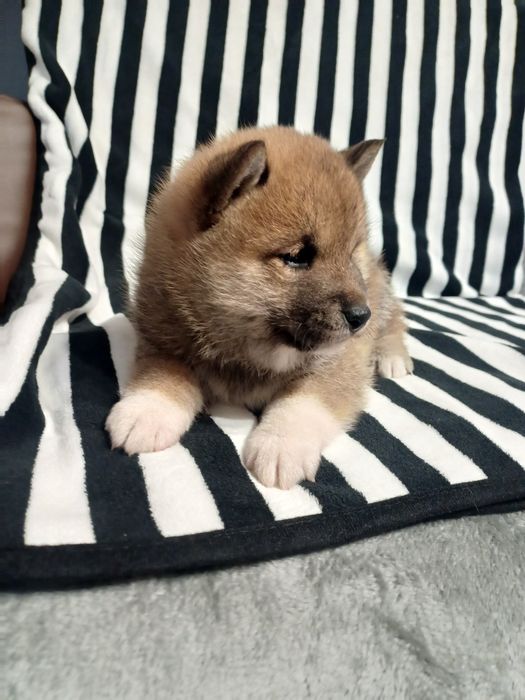 Shiba inu- samiec rudy