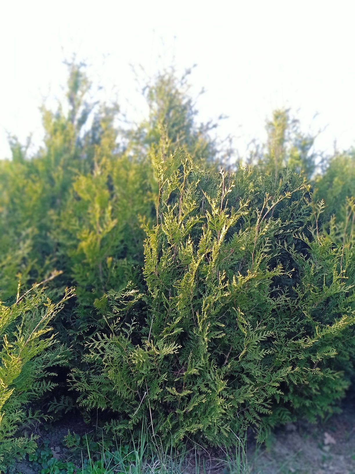 Tuja złotokończysta/ aureaspicata 180-210