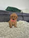 Goldendoodle f1 medium red-brown