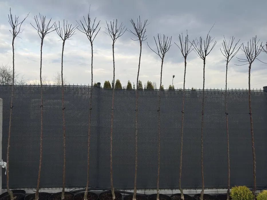 Drzewa ozdobne – śliwa pissardi, migdałek, głóg, klon kolumnowy, wiąz.