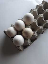 Ovos de perua fecundados (galados)