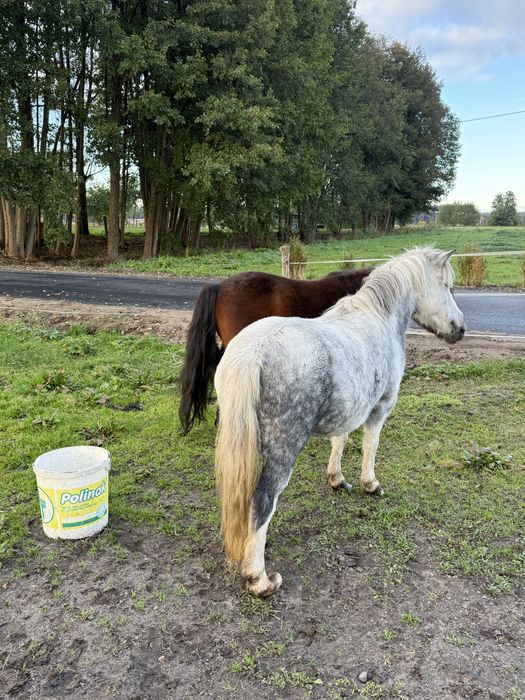 Sprzedam kucyki ze zdjecia