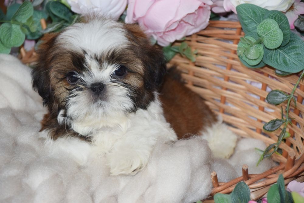 Felix Shih Tzu pies szczeniak rodowód uroda UBEZPIECZENIE