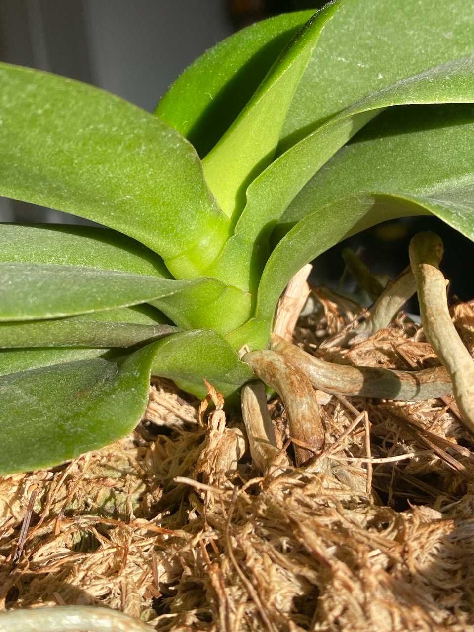 Ароматна орхідея фаленопсис Sogo Perfume
