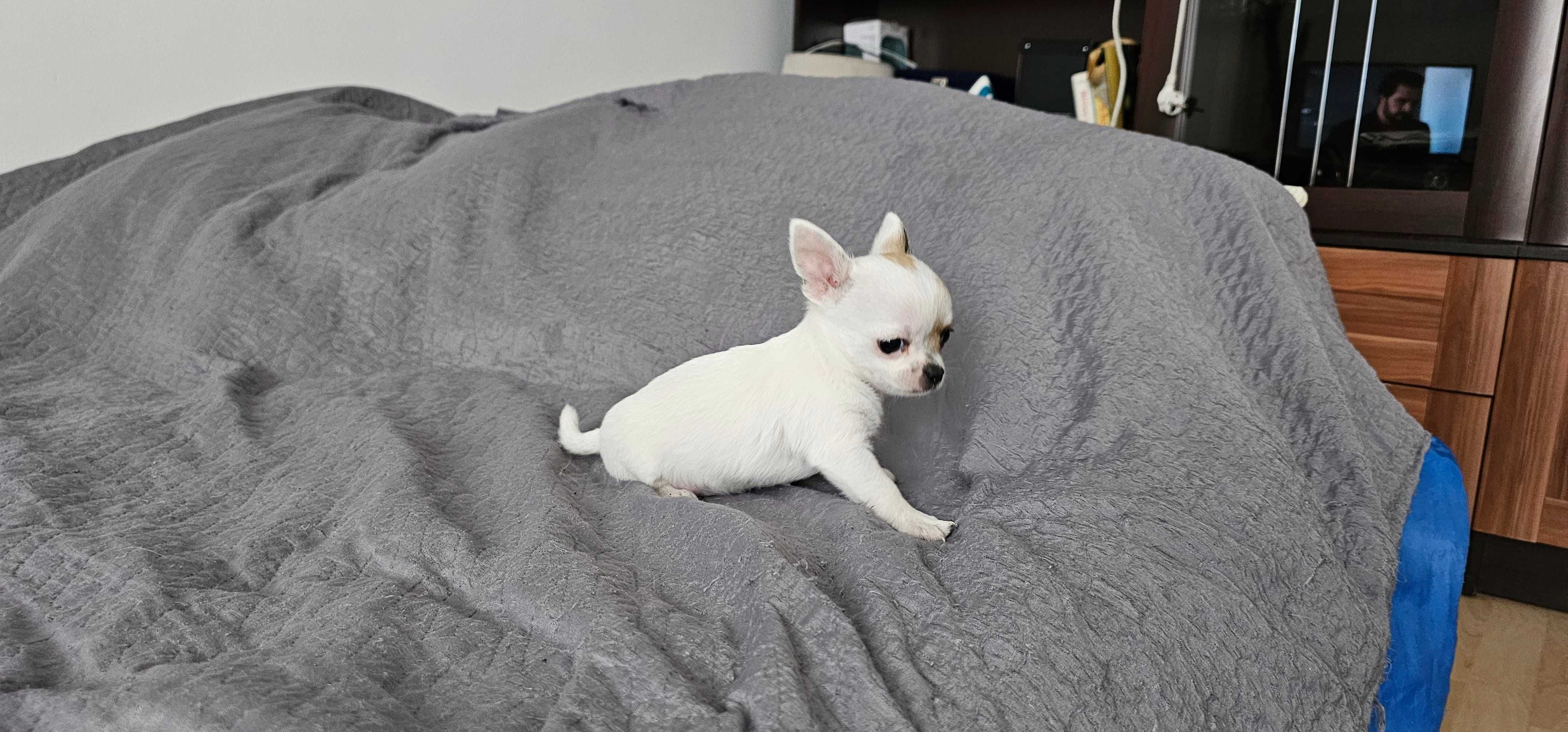 Piesek chihuahua
