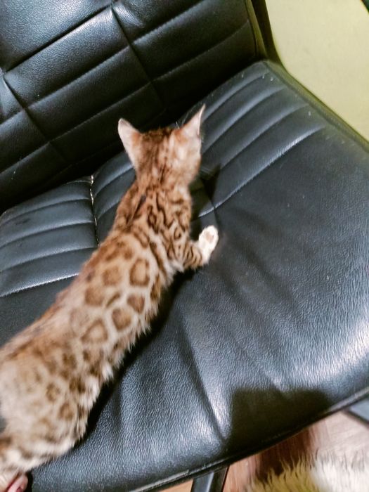 Бенгальці Bengali 2 розкішні клубні дівчинки