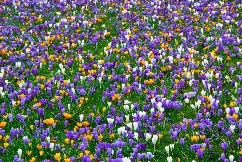 Krokus Wiosenny mix 50 szt. Cebulki krokusy krokusów MIESZANKA KOLORÓW